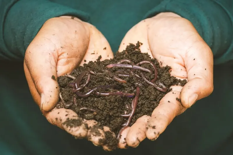 Master Gardeners: Worm Composting / Vermiculture at New Port Richey Public Library